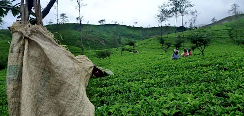 mevlana cay nerede uretiliyor nerede satiliyor
