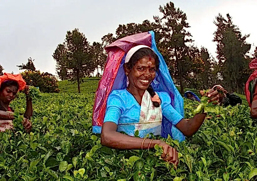 mevlana seylan cayi 2