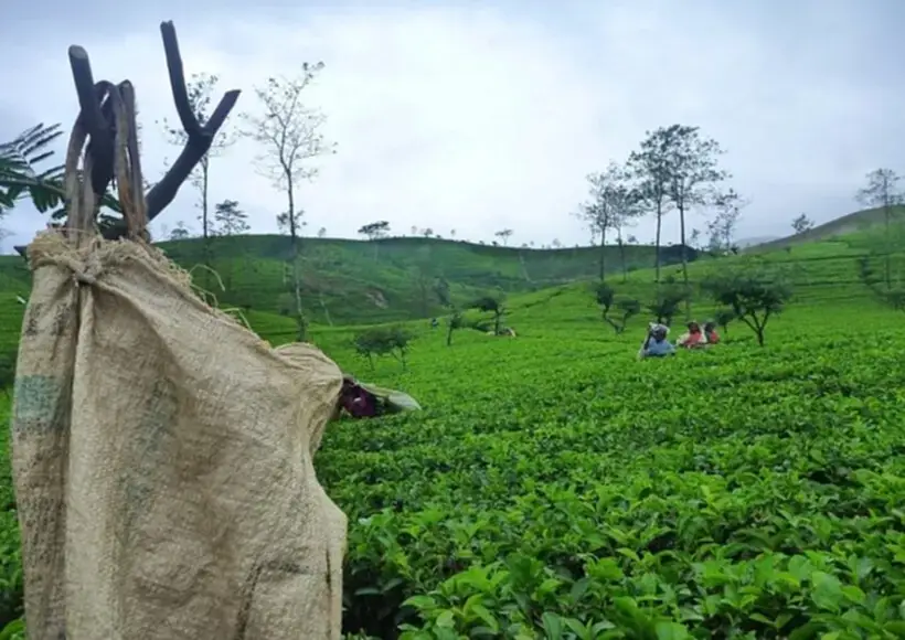 sri lanka 334437 960 720