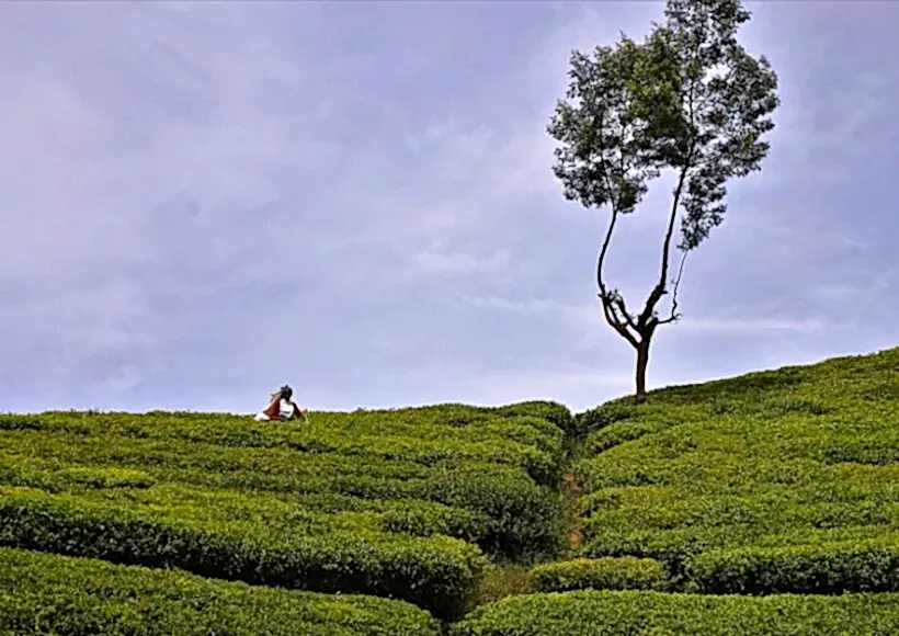 tea plantation 3293812 960 720