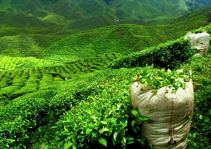 ceylon çayı nereden alınır