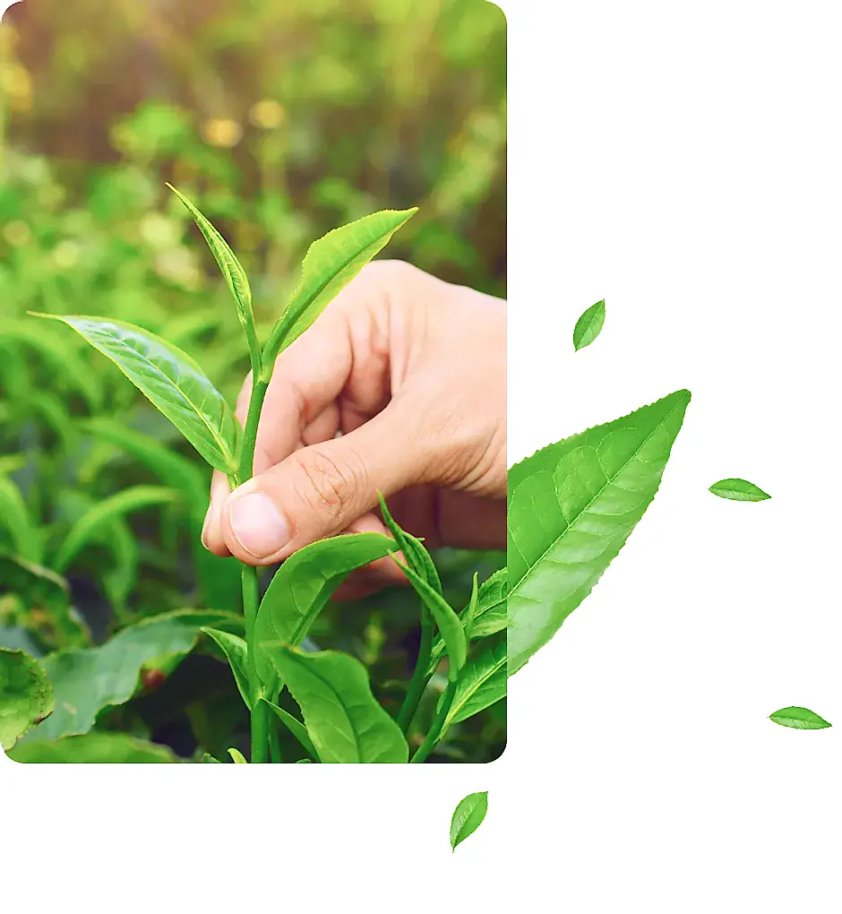 mevlana cayseylan cayi hakkinda bilgiler